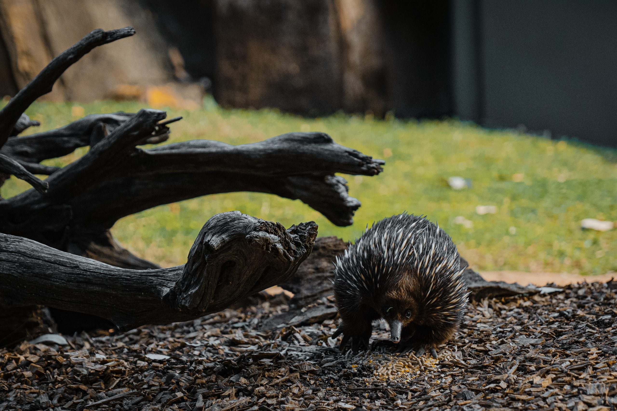 What is the coldest it gets in Melbourne?