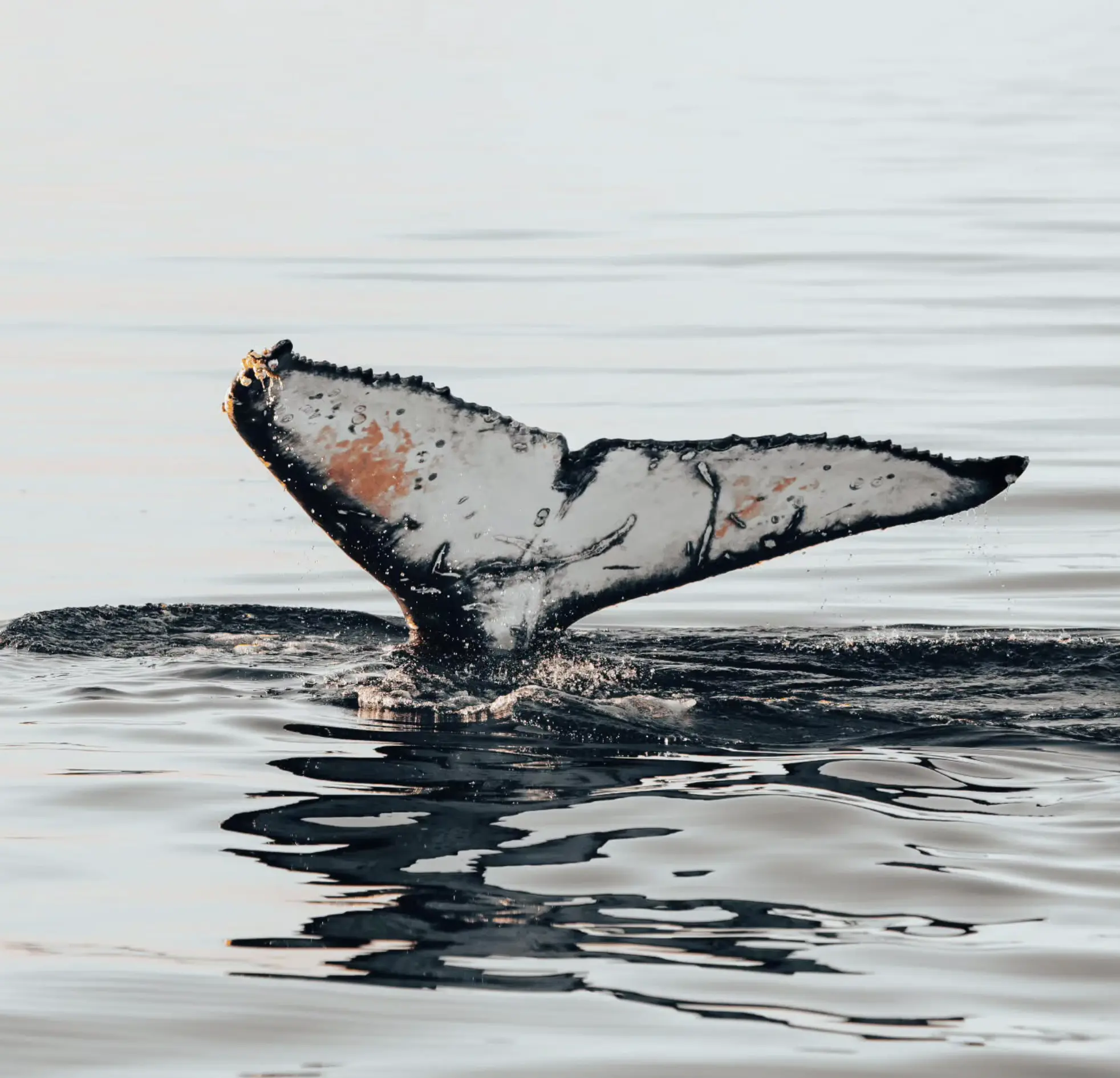 Shark Bay Marine Wildlife