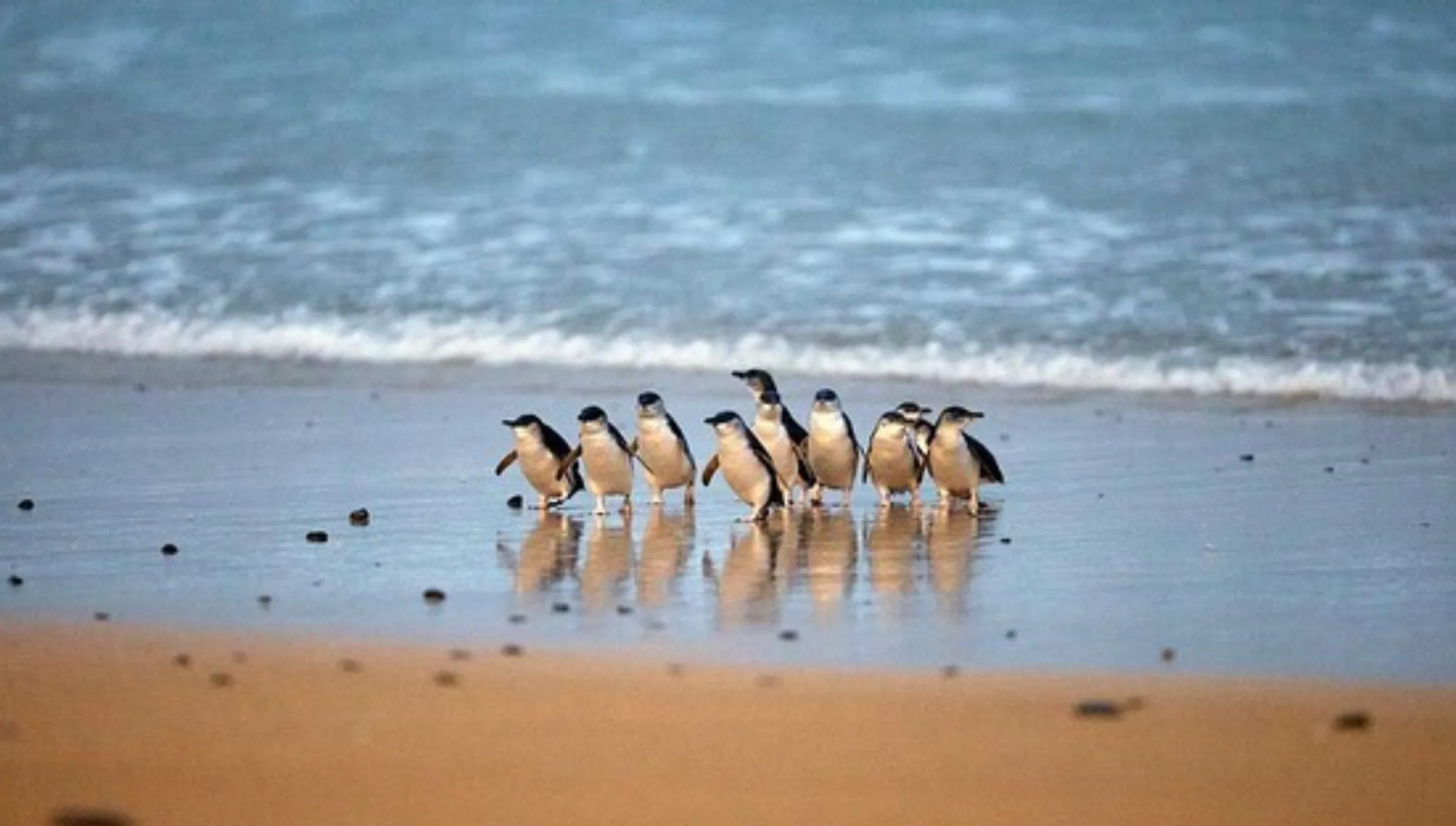 Brighton Beach, Phillip Island