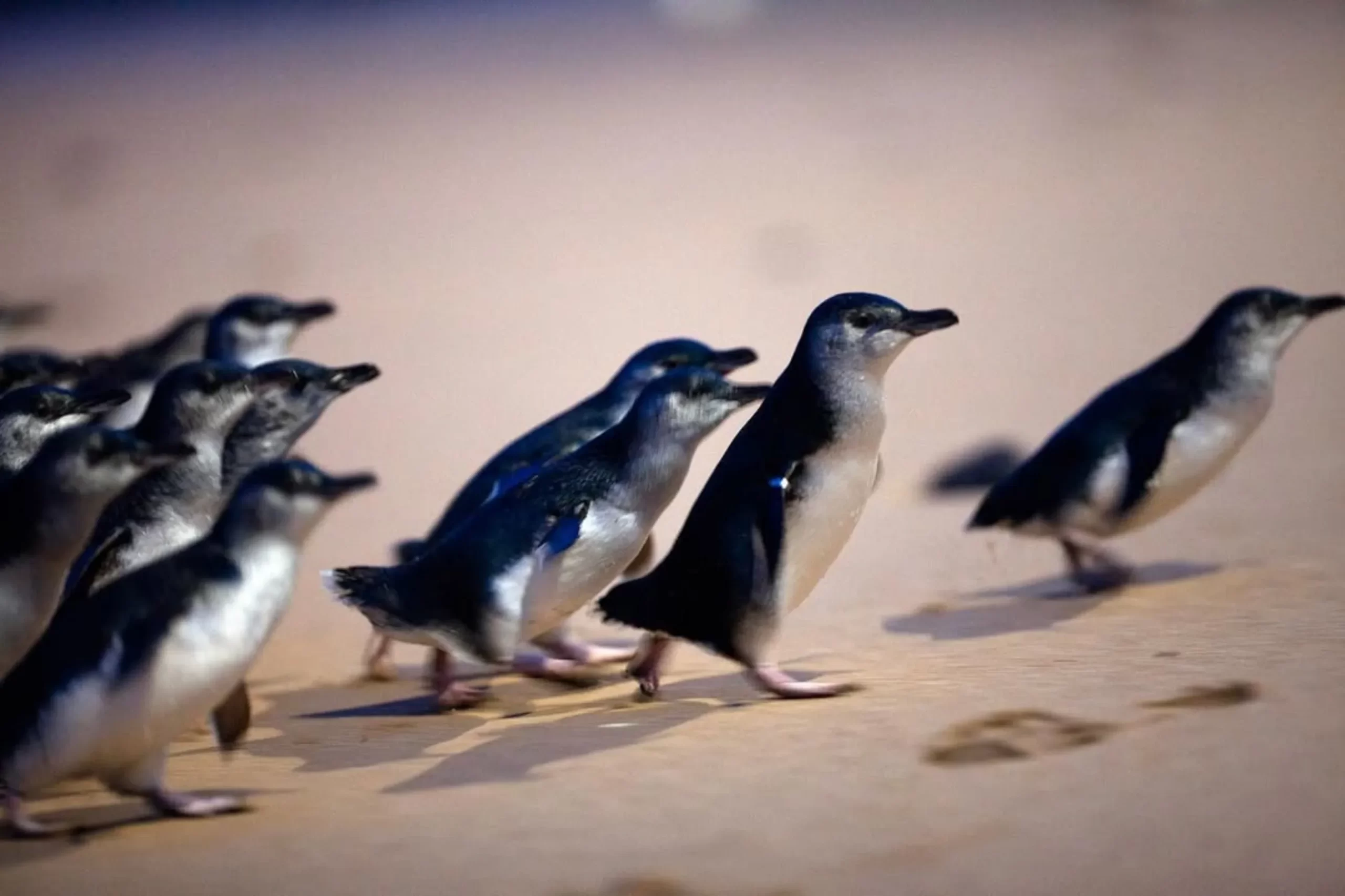 Penguin Parade