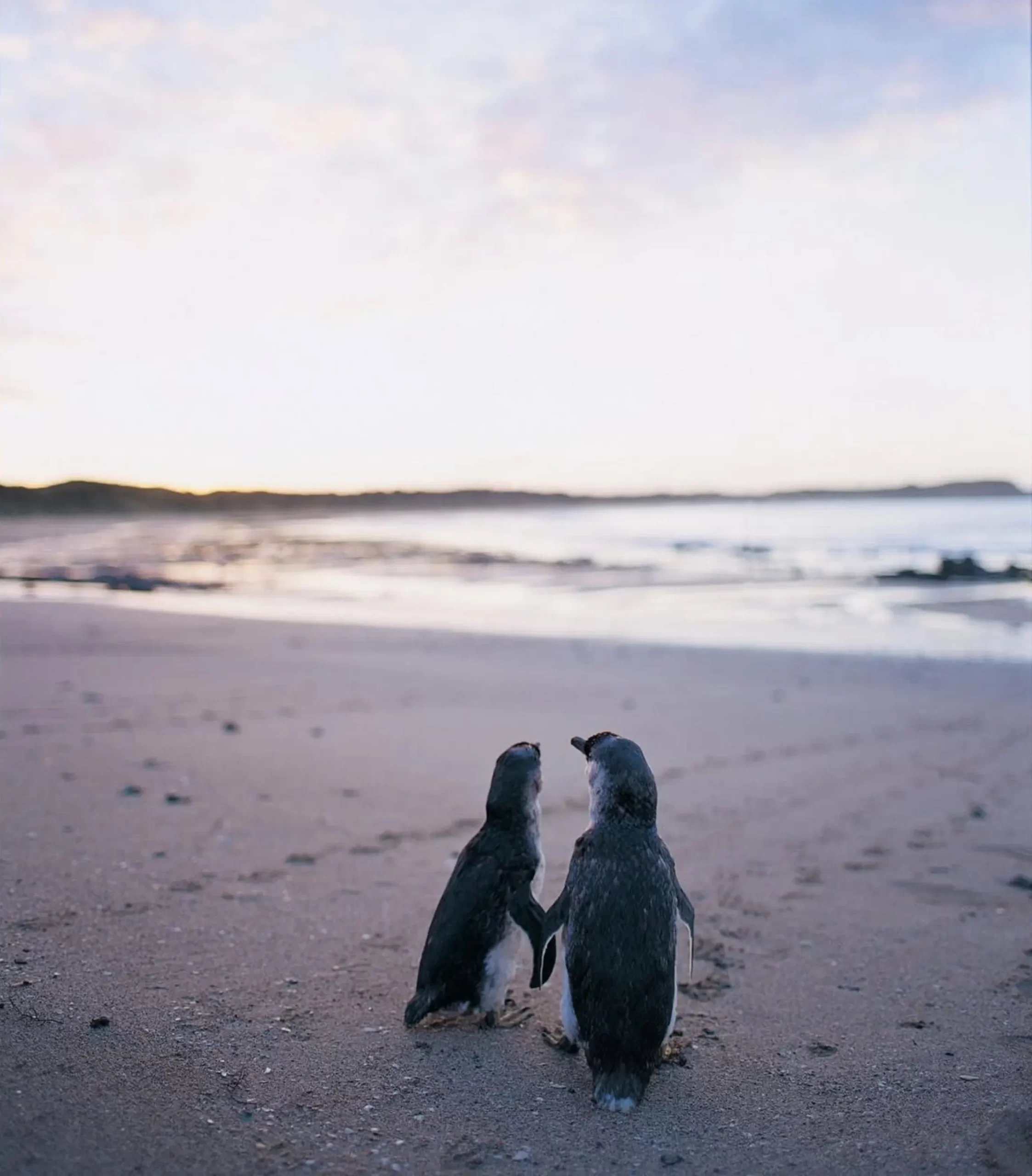 fairy penguins, Phillip Island