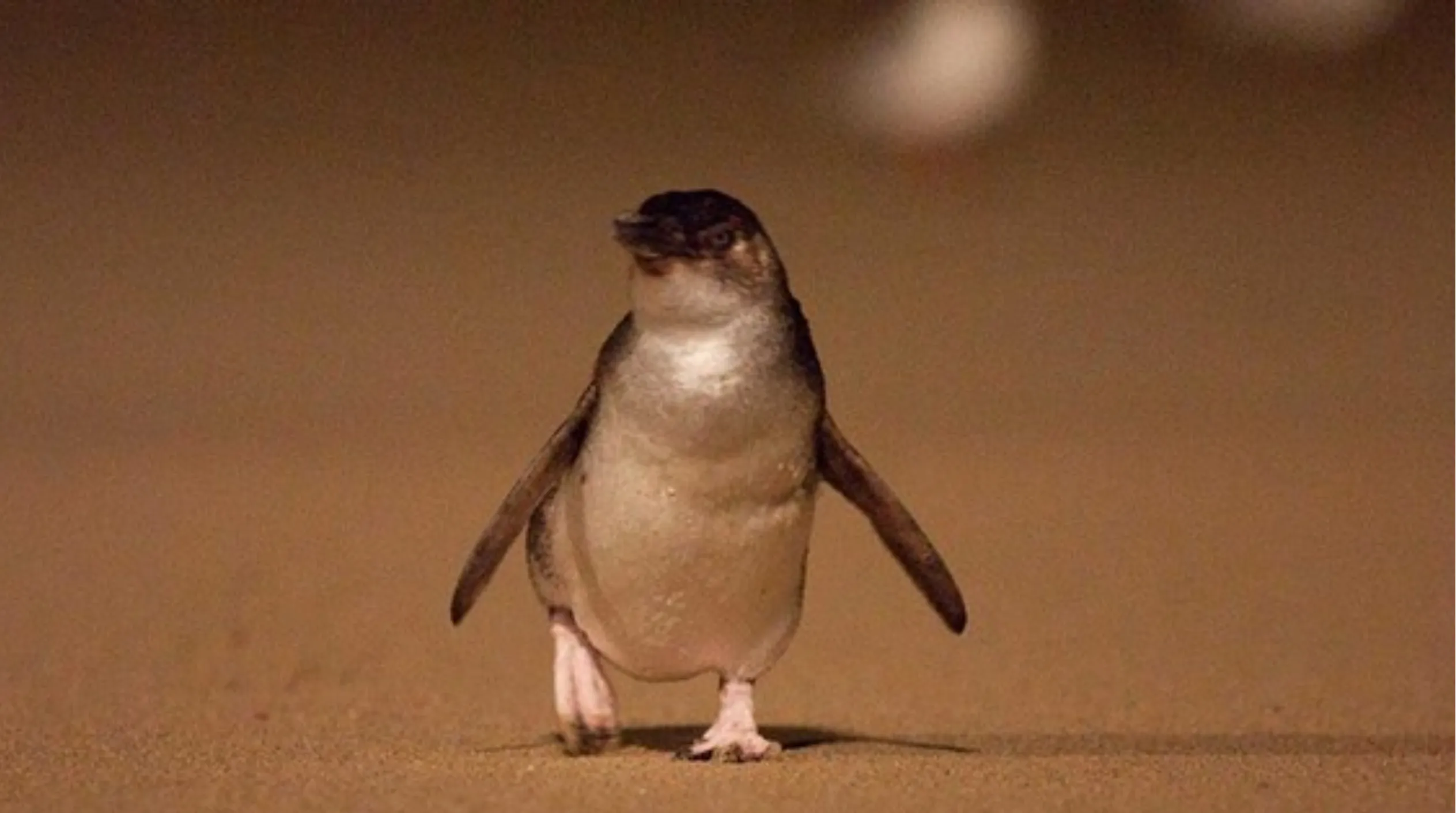 native wildlife, Phillip Island