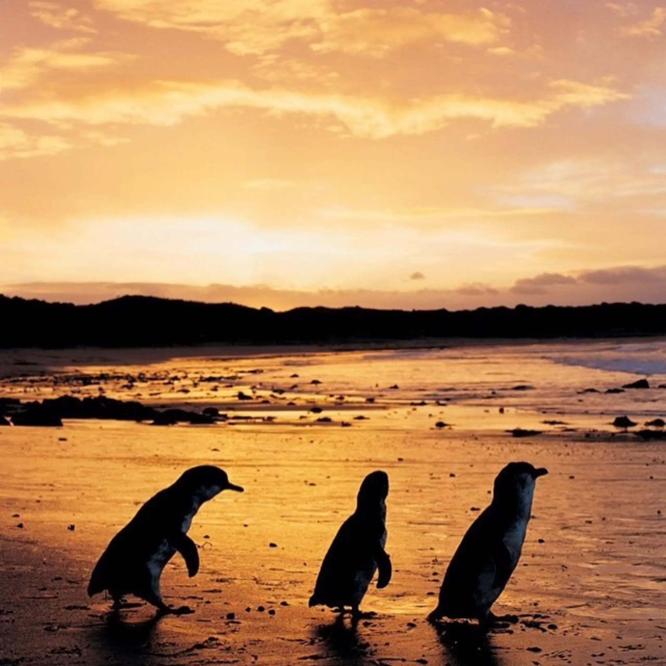 penguin arrival time, Phillip Island