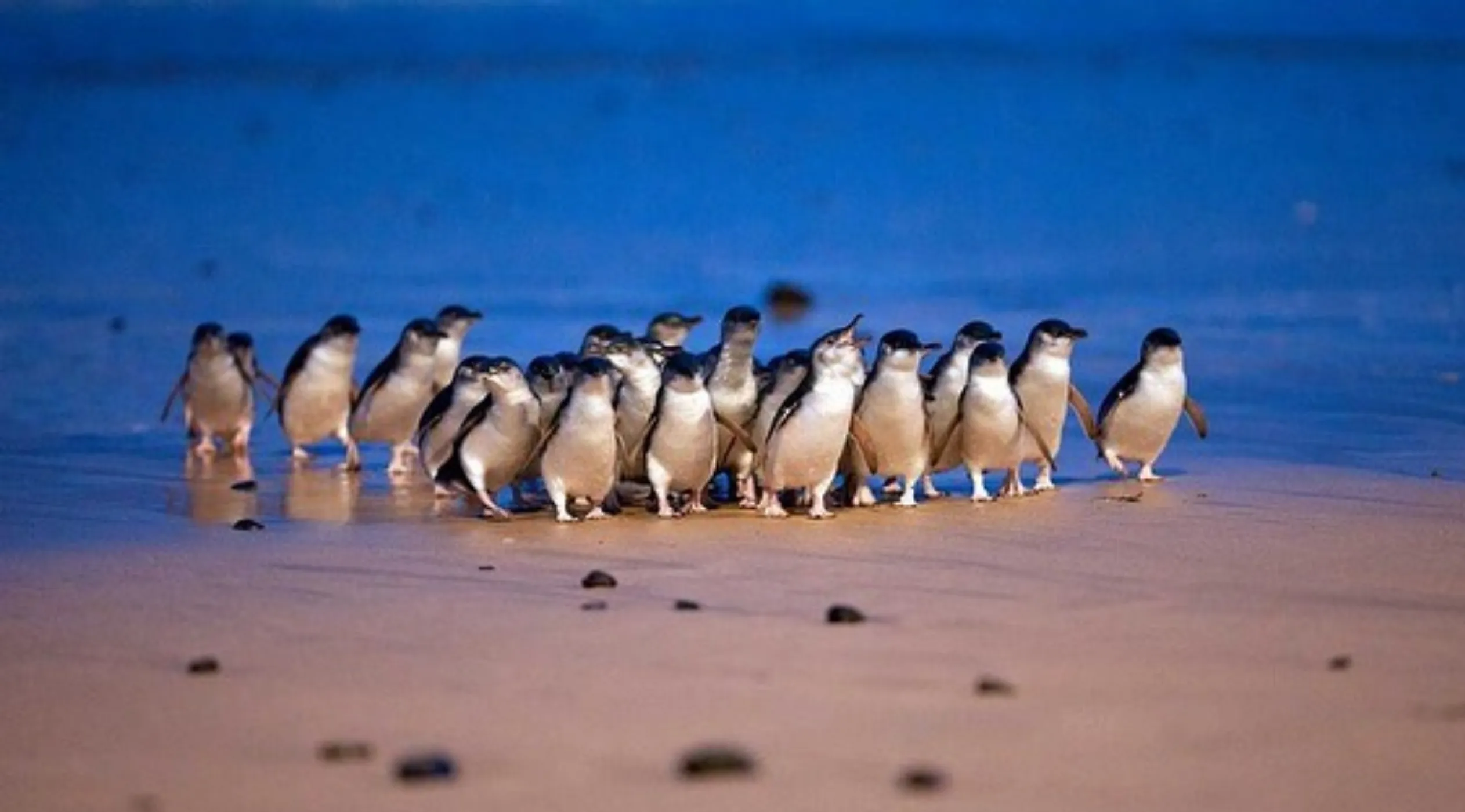 penguin viewing, Phillip Island